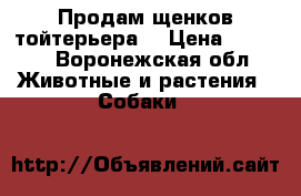 Продам щенков тойтерьера. › Цена ­ 8 000 - Воронежская обл. Животные и растения » Собаки   